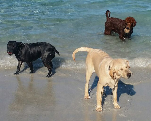 Diesel, Mercedes, and Chevy doing what they do best... Frolicking!